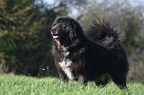 DOGUE DU TIBET 658